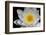 USA, Arizona, Tucson, Cricket Head Inn, Water Lilly-Peter Hawkins-Framed Photographic Print