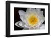 USA, Arizona, Tucson, Cricket Head Inn, Water Lilly-Peter Hawkins-Framed Photographic Print