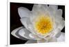 USA, Arizona, Tucson, Cricket Head Inn, Water Lilly-Peter Hawkins-Framed Photographic Print