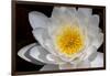 USA, Arizona, Tucson, Cricket Head Inn, Water Lilly-Peter Hawkins-Framed Photographic Print