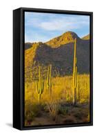 USA, Arizona, Tucson. Desert sunset in Saguaro National Park.-Fred Lord-Framed Stretched Canvas