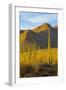 USA, Arizona, Tucson. Desert sunset in Saguaro National Park.-Fred Lord-Framed Photographic Print