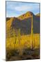 USA, Arizona, Tucson. Desert sunset in Saguaro National Park.-Fred Lord-Mounted Photographic Print