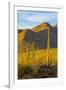 USA, Arizona, Tucson. Desert sunset in Saguaro National Park.-Fred Lord-Framed Photographic Print