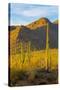 USA, Arizona, Tucson. Desert sunset in Saguaro National Park.-Fred Lord-Stretched Canvas