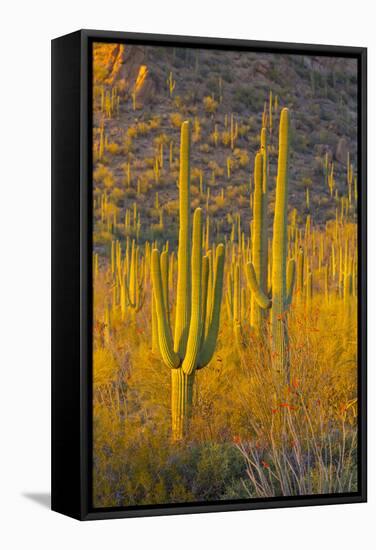 USA, Arizona, Tucson. Desert sunset in Saguaro National Park.-Fred Lord-Framed Stretched Canvas