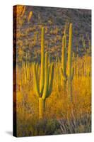 USA, Arizona, Tucson. Desert sunset in Saguaro National Park.-Fred Lord-Stretched Canvas