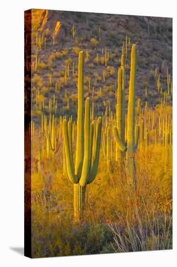 USA, Arizona, Tucson. Desert sunset in Saguaro National Park.-Fred Lord-Stretched Canvas