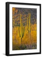 USA, Arizona, Tucson. Desert sunset in Saguaro National Park.-Fred Lord-Framed Photographic Print