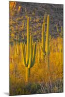 USA, Arizona, Tucson. Desert sunset in Saguaro National Park.-Fred Lord-Mounted Photographic Print