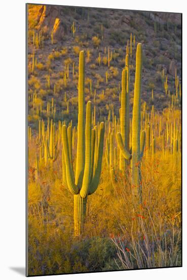 USA, Arizona, Tucson. Desert sunset in Saguaro National Park.-Fred Lord-Mounted Photographic Print