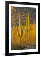 USA, Arizona, Tucson. Desert sunset in Saguaro National Park.-Fred Lord-Framed Photographic Print