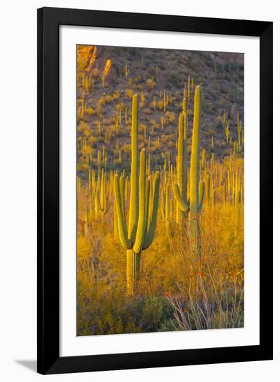 USA, Arizona, Tucson. Desert sunset in Saguaro National Park.-Fred Lord-Framed Photographic Print