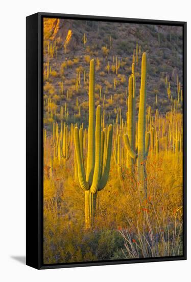 USA, Arizona, Tucson. Desert sunset in Saguaro National Park.-Fred Lord-Framed Stretched Canvas