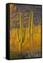 USA, Arizona, Tucson. Desert sunset in Saguaro National Park.-Fred Lord-Framed Stretched Canvas