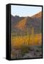 USA, Arizona, Tucson. Desert sunset in Saguaro National Park.-Fred Lord-Framed Stretched Canvas