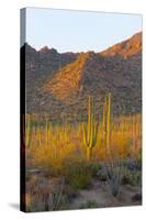 USA, Arizona, Tucson. Desert sunset in Saguaro National Park.-Fred Lord-Stretched Canvas