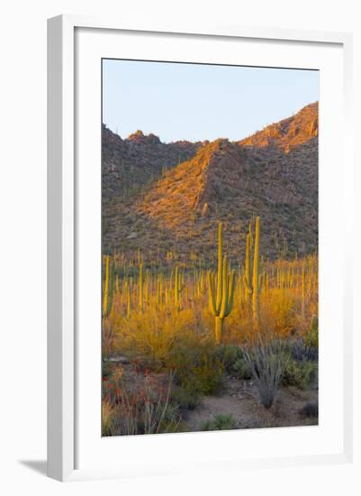 USA, Arizona, Tucson. Desert sunset in Saguaro National Park.-Fred Lord-Framed Photographic Print