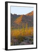 USA, Arizona, Tucson. Desert sunset in Saguaro National Park.-Fred Lord-Framed Photographic Print