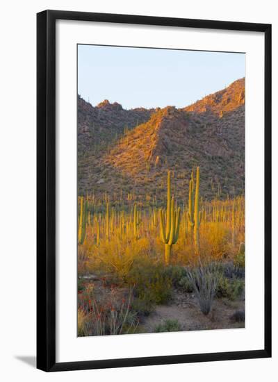 USA, Arizona, Tucson. Desert sunset in Saguaro National Park.-Fred Lord-Framed Photographic Print