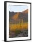 USA, Arizona, Tucson. Desert sunset in Saguaro National Park.-Fred Lord-Framed Photographic Print