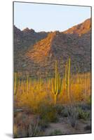 USA, Arizona, Tucson. Desert sunset in Saguaro National Park.-Fred Lord-Mounted Photographic Print