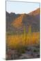 USA, Arizona, Tucson. Desert sunset in Saguaro National Park.-Fred Lord-Mounted Photographic Print