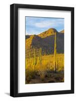 USA, Arizona, Tucson. Desert sunset in Saguaro National Park.-Fred Lord-Framed Photographic Print