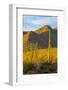 USA, Arizona, Tucson. Desert sunset in Saguaro National Park.-Fred Lord-Framed Photographic Print