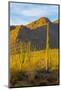 USA, Arizona, Tucson. Desert sunset in Saguaro National Park.-Fred Lord-Mounted Photographic Print