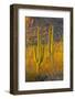 USA, Arizona, Tucson. Desert sunset in Saguaro National Park.-Fred Lord-Framed Photographic Print