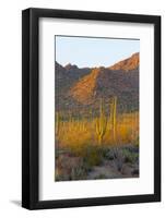 USA, Arizona, Tucson. Desert sunset in Saguaro National Park.-Fred Lord-Framed Photographic Print