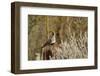 USA, Arizona, Tucson, Gambel's Quail-Peter Hawkins-Framed Photographic Print