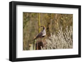 USA, Arizona, Tucson, Gambel's Quail-Peter Hawkins-Framed Photographic Print