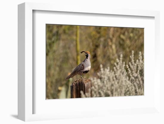 USA, Arizona, Tucson, Gambel's Quail-Peter Hawkins-Framed Photographic Print