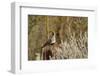 USA, Arizona, Tucson, Gambel's Quail-Peter Hawkins-Framed Photographic Print