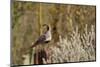 USA, Arizona, Tucson, Gambel's Quail-Peter Hawkins-Mounted Photographic Print