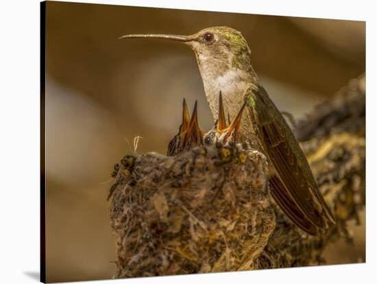 USA, Arizona, Tucson, Humming bird nest-Peter Hawkins-Stretched Canvas