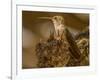 USA, Arizona, Tucson, Humming bird nest-Peter Hawkins-Framed Photographic Print