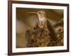 USA, Arizona, Tucson, Humming bird nest-Peter Hawkins-Framed Photographic Print