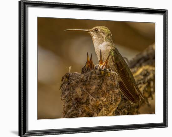 USA, Arizona, Tucson, Humming bird nest-Peter Hawkins-Framed Photographic Print