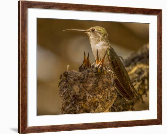 USA, Arizona, Tucson, Humming bird nest-Peter Hawkins-Framed Photographic Print