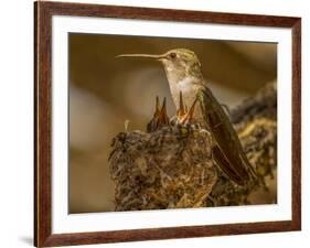 USA, Arizona, Tucson, Humming bird nest-Peter Hawkins-Framed Photographic Print