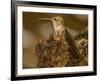 USA, Arizona, Tucson, Humming bird nest-Peter Hawkins-Framed Photographic Print