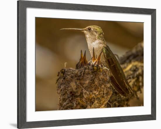 USA, Arizona, Tucson, Humming bird nest-Peter Hawkins-Framed Photographic Print