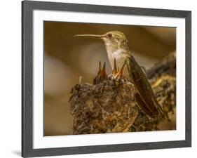 USA, Arizona, Tucson, Humming bird nest-Peter Hawkins-Framed Photographic Print