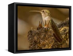 USA, Arizona, Tucson, Humming bird nest-Peter Hawkins-Framed Stretched Canvas