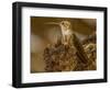 USA, Arizona, Tucson, Humming bird nest-Peter Hawkins-Framed Photographic Print