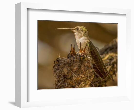 USA, Arizona, Tucson, Humming bird nest-Peter Hawkins-Framed Photographic Print