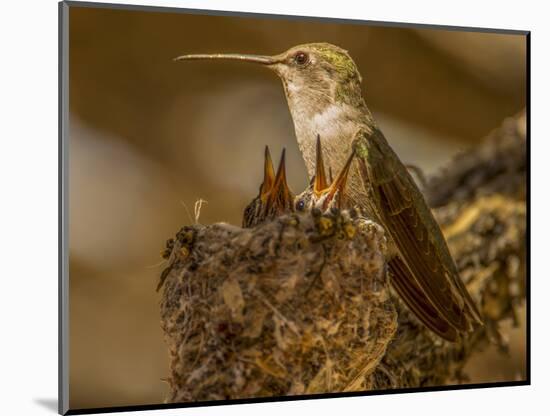 USA, Arizona, Tucson, Humming bird nest-Peter Hawkins-Mounted Photographic Print